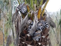 Duplicate  MG 5667 : Lemurs, Oudtshoorn