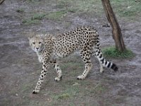Duplicate  MG 5668 : Cheetah, Oudtshoorn