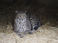 Duplicate  MG 5674 : Cheetah, Oudtshoorn