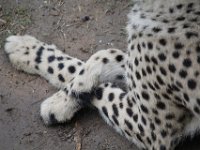 Duplicate  MG 5681 : Cheetah, Oudtshoorn