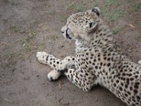Duplicate  MG 5682 : Cheetah, Oudtshoorn