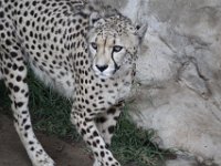 Duplicate  MG 5687 : Cheetah, Oudtshoorn