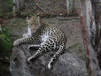 Duplicate  MG 5694 : Oudtshoorn, Leopard