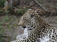 Duplicate  MG 5695 : Oudtshoorn, Leopard