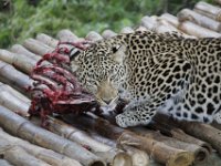 Duplicate  MG 5697 : Oudtshoorn, Leopard