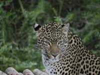 Duplicate  MG 5701 : Oudtshoorn, Leopard