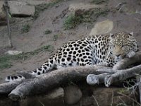 Duplicate  MG 5702 : Oudtshoorn, Leopard
