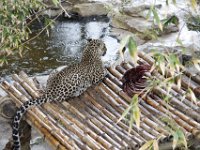 Duplicate  MG 5708 : Oudtshoorn, Leopard