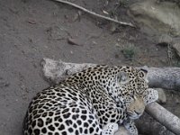 Duplicate  MG 5710 : Oudtshoorn, Leopard