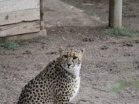 Duplicate  MG 5713 : Cheetah, Oudtshoorn
