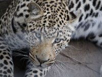 Duplicate  MG 5714 : Oudtshoorn, Leopard
