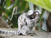 Duplicate  MG 5721 : Monkeys, Oudtshoorn