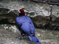 Duplicate  MG 5726 : Oudtshoorn, Touraco