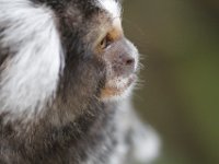 Duplicate  MG 5748 : Monkeys, Oudtshoorn