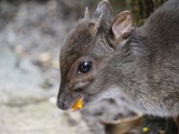 Duplicate  MG 5822 : Antilope, Oudtshoorn