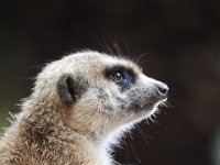 Duplicate  MG 5829 : Meerkats (Stokstaartje), Oudtshoorn