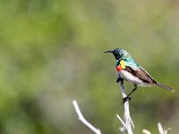 Duplicate Hermanus Vogel : Hermanus, Honingvogeltje