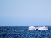 Duplicate Whale1 : Dolphins and Whales, Hermanus