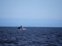 Duplicate Whale2 : Dolphins and Whales, Hermanus