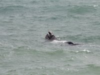 Duplicate  MG 4949 : Dolphins and Whales, Hermanus