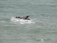 Duplicate  MG 4959 : Dolphins and Whales, Hermanus