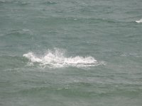 Duplicate  MG 4960 : Dolphins and Whales, Hermanus
