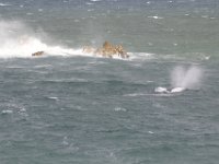 Duplicate  MG 4982 : Dolphins and Whales, Hermanus