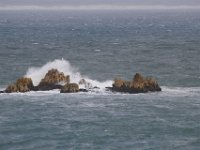 Duplicate  MG 4992 : Dolphins and Whales, Hermanus
