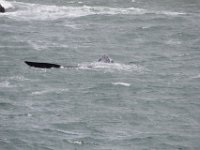 Duplicate  MG 5001 : Dolphins and Whales, Hermanus