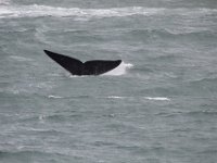 Duplicate  MG 5002 : Dolphins and Whales, Hermanus