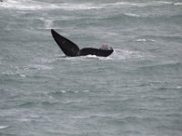 Duplicate  MG 5003 : Dolphins and Whales, Hermanus