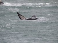 Duplicate  MG 5004 : Dolphins and Whales, Hermanus