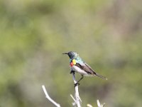 Duplicate  MG 5871 : Hermanus, Honingvogeltje