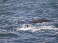 Duplicate  MG 5885 : Dolphins and Whales, Hermanus