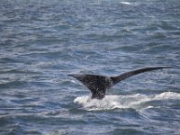Duplicate  MG 5886 : Dolphins and Whales, Hermanus