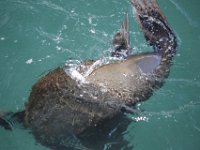 Duplicate  MG 5913 : Hermanus, Cape Fur Seal