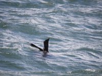Duplicate  MG 5920 : Hermanus, Cape Fur Seal