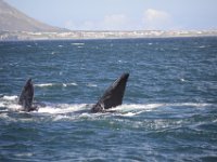 Duplicate  MG 5924 : Dolphins and Whales, Hermanus