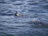 Duplicate  MG 5956 : Dolphins and Whales, Hermanus