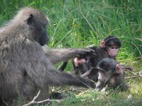Duplicate Baboon2 : Monkeys, Cape of Good Hope