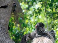 Duplicate Baboon5 : Monkeys, Cape of Good Hope