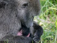 Duplicate Baboon6 : Monkeys, Cape of Good Hope