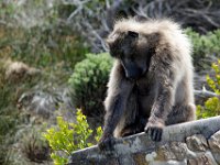 Duplicate Baboon8 : Monkeys, Cape of Good Hope