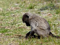 Duplicate Bavianenjong : Monkeys, Cape of Good Hope