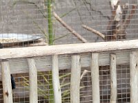Duplicate Birdies : Klapmuts, Touraco