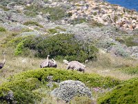 Duplicate Cape1 : Struisvogels, Cape of Good Hope