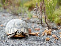 Duplicate Schildpad1 : Schildpadden, Cape of Good Hope