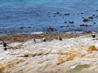 Duplicate Seabirdies : Cape of Good Hope, Meeuwen