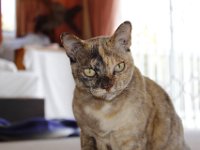 Duplicate  MG 4755 : Cats, Fish Hoek