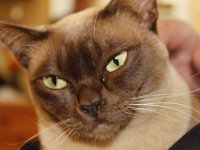 Duplicate  MG 4764 : Cats, Fish Hoek